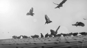 Pest control Services for Birds in football grounds b&w